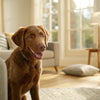 Understanding Do Dog Biscuits Expire: What Every Dog Owner Should Know