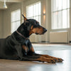Understanding Doberman Pinscher Health Problems: What Every Owner Should Know