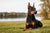 Understanding Doberman Pinscher Personality Traits