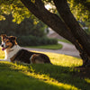 Understanding Does Heat Affect Dogs' Behavior?
