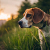 Understanding Dog Behavior: What Do Dog Behaviors Mean?