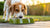 Understanding Dog Behavior: Why Does My Dog Dig in Their Water Bowl?-140794953967