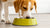 Understanding Dog Behavior: Why Does My Dog Scratch His Empty Food Bowl?