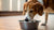 Understanding Dog Behavior: Why Does My Dog Tip Over Her Water Bowl?-140794364143