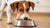 Understanding Dog Behavior: Why Is My Dog Pushing Her Food Bowl Around?