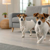 Understanding Dog Calming Treats: How Long Do They Last?