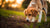 Understanding Dog Displacement Behavior: Insights and Practical Guidance-141048053999