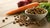 Understanding Dog Kibble: What Is Dog Kibble Made Out Of?