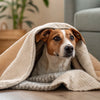 What Is Dog Nesting Behavior?