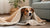 Understanding Dog Nesting Behavior: What Is It and Why Does It Matter?-141099335919