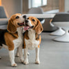 Understanding Dog Onion Poisoning Treatment: Keeping Our Pets Safe