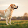 Understanding Dog Weight: What is the Average Weight of a Dog in kg?