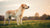 Understanding Dog Weight: What is the Average Weight of a Dog in kg?
