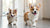 Understanding Dogue de Bordeaux Health Problems: What Every Owner Should Know