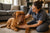 Understanding Dogue de Bordeaux Health Problems: What Every Owner Should Know