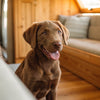 Understanding English Cocker Spaniel Health Problems: What Every Owner Should Know