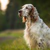 Understanding English Setter Health Problems: A Comprehensive Guide for Pet Owners