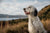 Understanding English Setter Temperament and Personality