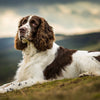 Understanding English Springer Spaniel Health Problems: A Comprehensive Guide for Pet Owners
