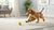 Understanding English Springer Spaniel Personality Traits: A Guide for Dog Lovers