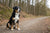Understanding Entlebucher Mountain Dog Health Problems