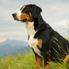 Understanding Entlebucher Mountain Dog Health Problems: A Comprehensive Guide for Pet Owners