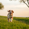 Understanding Exercise Induced Collapse in Dogs: A Comprehensive Guide