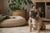 Understanding French Bulldog Temperament and Personality