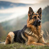Understanding German Shepherd Health Problems: A Comprehensive Guide for Owners