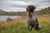 Understanding German Shorthaired Pointer Personality Traits