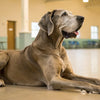 Understanding German Shorthaired Pointer Personality Traits: What Every Dog Lover Should Know