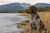 Understanding German Wirehaired Pointer Personality Traits