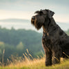 Understanding Giant Schnauzer Health Problems: What Every Owner Should Know