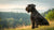 Understanding Giant Schnauzer Health Problems: What Every Owner Should Know