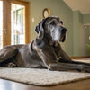 Understanding Giant Schnauzer Personality Traits and What They Mean for You
