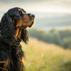 Understanding Gordon Setter Health Problems: A Comprehensive Guide for Pet Owners
