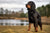 Understanding Gordon Setter Personality Traits: What Makes This Noble Breed Unique