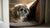 Understanding Gordon Setter Temperament: A Guide for the Devoted Dog Lover