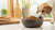 Understanding Grain-Free Dog Foods: What Every Pet Owner Should Know