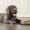 Understanding Great Dane Personality Traits: What Makes These Gentle Giants So Special