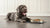 Understanding Great Dane Personality Traits: What Makes These Gentle Giants So Special