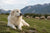 Understanding Great Pyrenees Personality Traits and Temperament