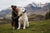 Understanding Great Pyrenees Temperament: A Comprehensive Guide for Potential Owners