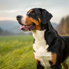 Understanding Greater Swiss Mountain Dog Personality Traits