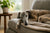 Understanding Greyhound Temperament: The 45mph Couch Potato