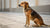 Understanding Guarding Behavior in Dogs: What Is It and How to Manage It?