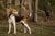 Understanding Harrier Temperament: A Guide to This Active Pack Hound