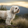 Understanding Havanese Temperament: The Heart of This Cherished Breed