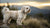 Understanding Havanese Temperament: The Heart of This Cherished Breed