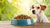 Understanding High-Protein Dog Food: What Is Considered High Protein Dog Food?-141097304303
